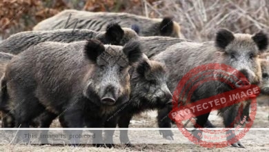 كورية الجنوبية تسجل حالتي إصابة بحمي الخنازير الأفريقية