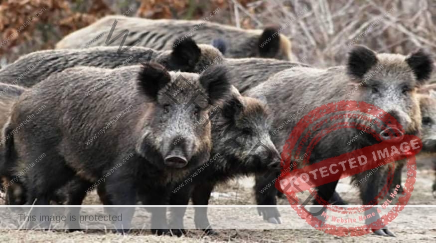كورية الجنوبية تسجل حالتي إصابة بحمي الخنازير الأفريقية
