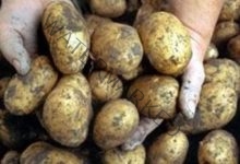 طلب إحاطة بالبرلمان لمنع تصدير البطاطس لسبب خطير