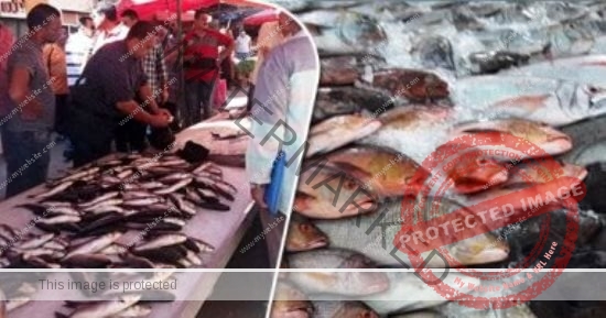 أسعار الأسماك بـ السوق المصري اليوم الجمعة