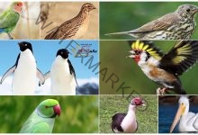الطيور وانواعها المختلفة وتفاصيل خصائصها البيئية