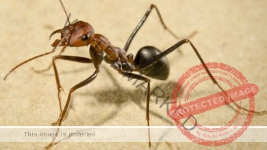 6 طرق طبيعية للتخلص من النمل دون قتله