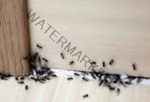 كيفية التخلص من النمل الموجود في المنزل