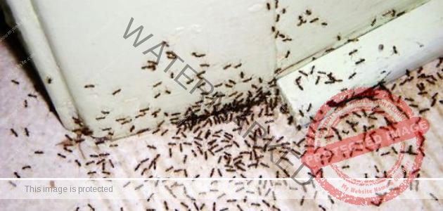 6 طرق طبيعية للتخلص من النمل دون قتله