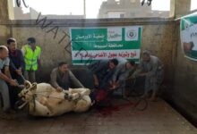 سعد: ذبح وتوزيع لحوم 40 عجل بلدي على الأسر المستحقة بالتنسيق مع جمعية الأورمان