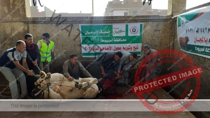 سعد: ذبح وتوزيع لحوم 40 عجل بلدي على الأسر المستحقة بالتنسيق مع جمعية الأورمان