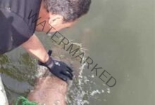انتشال جثة شاب غرق بمياه نهر النيل فى مركز نقادة بـ قنا