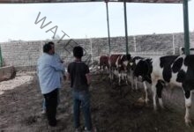 الأنصاري : تحصين 88 ألف رأس ماشية ضد "الحمى القلاعية والوادى المتصدع"