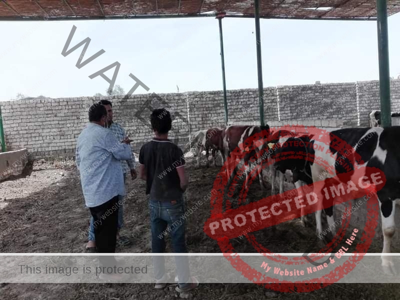 الأنصاري : تحصين 88 ألف رأس ماشية ضد "الحمى القلاعية والوادى المتصدع"
