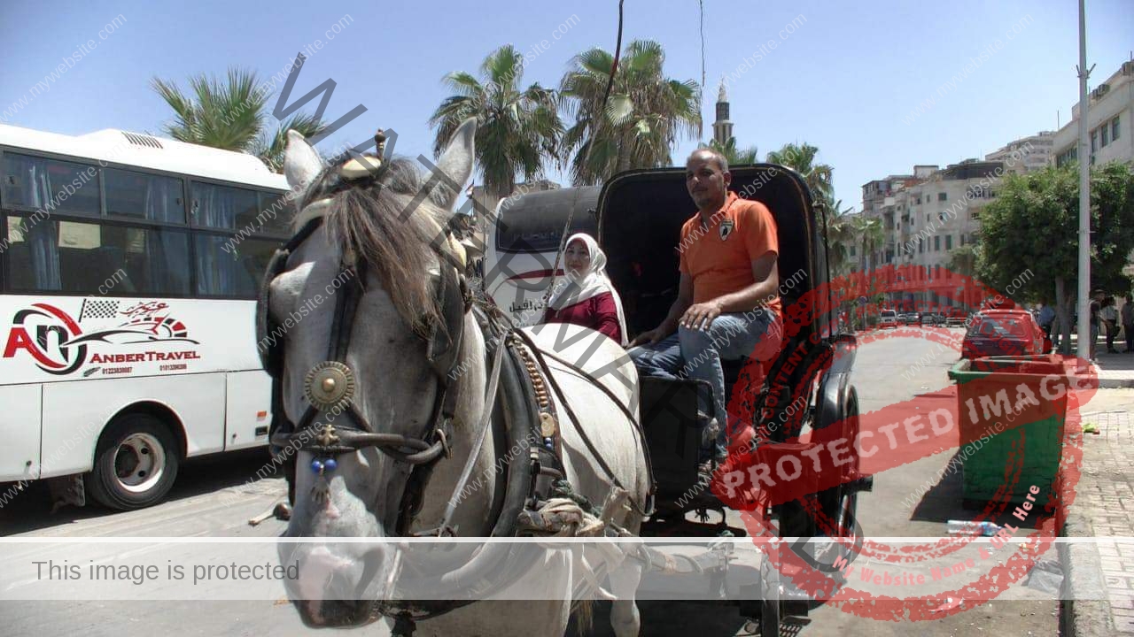 الحنطور نزهه العشاق والسياح بالإسكندرية