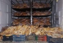 غراب يطرح ٣٠ ألف رغيف خبز فينو أمام المواطنين بمركز بلبيس بسعر ٤٠ قرشاً