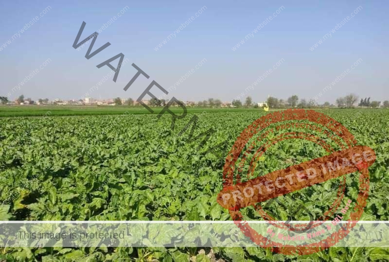 زراعة الشرقية تُنفذ مدرسة حقلية إرشادية عن زراعة محصول بنجر السكر لمزارعي قرية العراقي بأبو حماد
