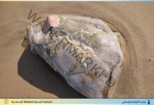 محافظ الإسكندرية يأمر بإعدام اللحوم الطافية على شاطئ ستانلي والسرايا