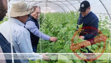 وزير الزراعة يكلف وفد علمي بتفقد الهجن الجديدة لإنتاج تقاوي الخضر في سوهاج
