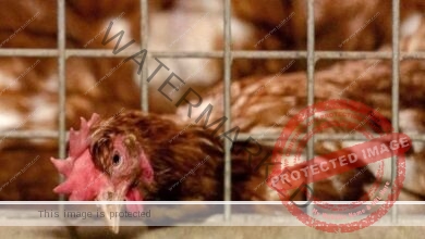 كوريا الجنوبية تذبح 427 ألف دجاجة بسبب إنفلونزا الطيور