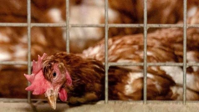 كوريا الجنوبية تذبح 427 ألف دجاجة بسبب إنفلونزا الطيور