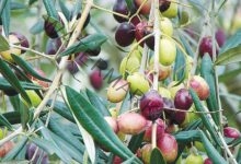 الريف المصري الجديد تطلق مبادرة جديدة للتوسع في زراعة الزيتون بـ المغرة