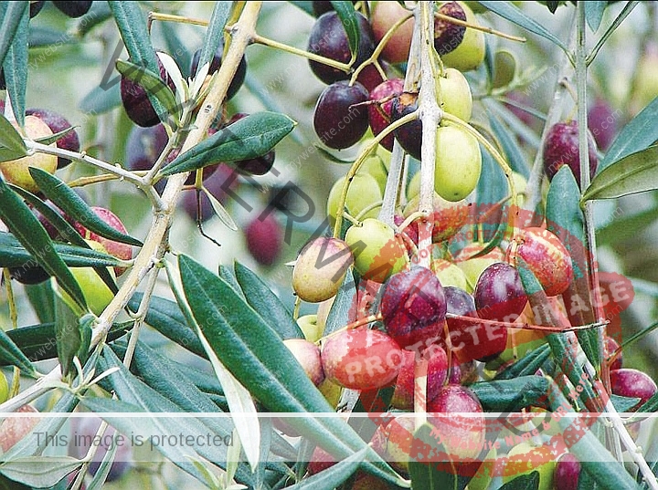 الريف المصري الجديد تطلق مبادرة جديدة للتوسع في زراعة الزيتون بـ المغرة