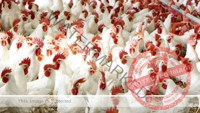 إرتفاع أسعار الدجاج بالبورصة اليوم 2/2/2022