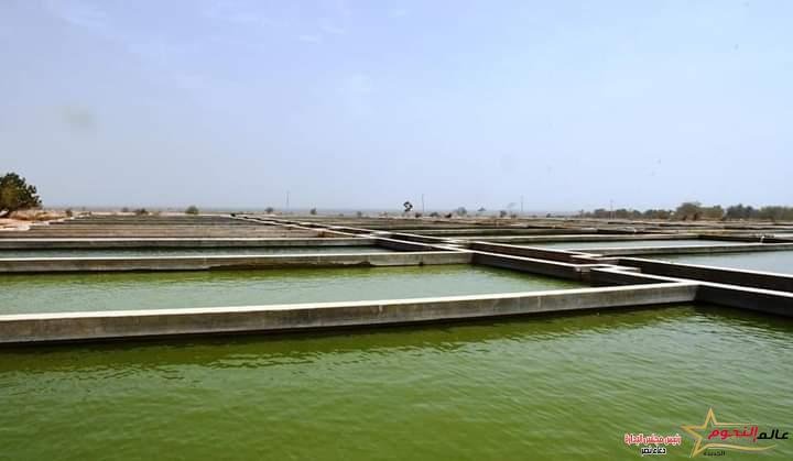 القصير ومحافظ أسوان يتفقدان مفرخ جرف حسين السمكي لمتابعة تنفيذ توجيهات الرئيس السيسي بتنمية الثروة السمكية