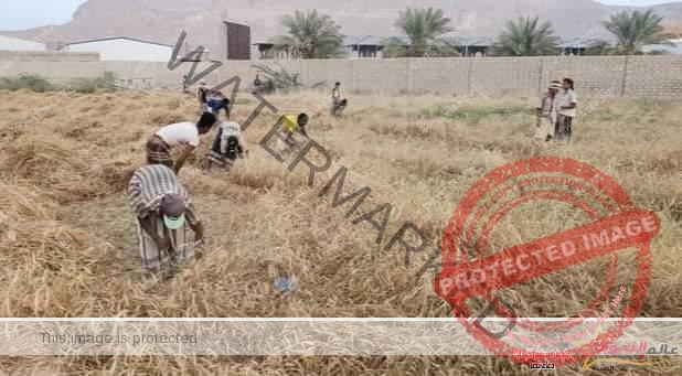 إنخفاض إنتاج القمح المحلي بـ اليمن بسبب الحرب في أوكرانيا