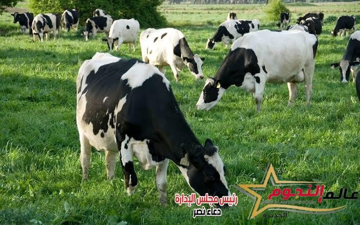 أسعار اللحوم تتراجع عالميًا لأدنى مستوى منذ 9 أشهر