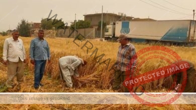وزير الزراعة يتابع حصاد القمح في بعض محافظات الجمهورية وتشجيعهم على توريد المحصول