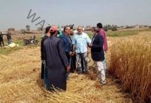 صوامع الشرقية تستقبل ٢٦٠٥٩٧ ألف طن و٧٦٨ كيلو من سنابل القمح منذ بدء التوريد حتى اليوم