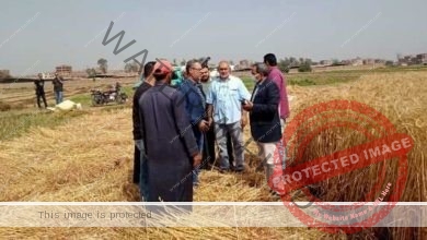 صوامع الشرقية تستقبل ٢٦٠٥٩٧ ألف طن و٧٦٨ كيلو من سنابل القمح منذ بدء التوريد حتى اليوم