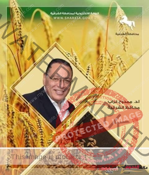 حقول محافظة الشرقية تتسابق فيما بينها لسرعة حصاد وتوريد محصول القمح