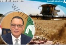 حصاد ٣٣٦ ألف و٥٧٣ فدان... و سنابل القمح الذهبية تُزف لشون وصوامع محافظة الشرقية