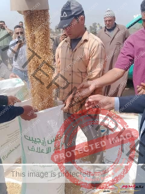 حصاد ٣٣٦ ألف و٥٧٣ فدان... و سنابل القمح الذهبية تُزف لشون وصوامع محافظة الشرقية