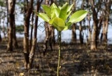 اكتشاف أكبر نبات على وجه الأرض قبالة سواحل استراليا