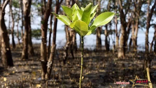 اكتشاف أكبر نبات على وجه الأرض قبالة سواحل استراليا