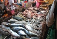 أستقرار أسعار الأسماك اليوم الأربعاء ١٣ يوليو