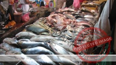 سمك الماكريل مجمد من 25 إلى 35 جنيهًا .. أستقرار أسعار الأسماك فى سوق العبور اليوم