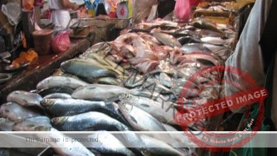أسعار الأسماك في سوق العبور اليوم.. فيليه أسماك البلطي من 30 إلى 160 جنيهات