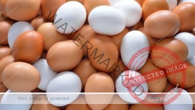 أرتفاع طفيف في أسعار البيض الجمعة 1 يوليو