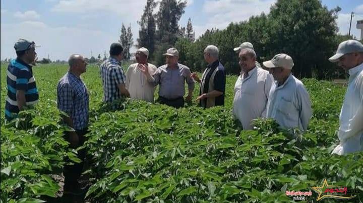 "الزراعة" تتابع المحاصيل الصيفية ومحطات التقاوي تواصل العمل استعدادا للموسم الشتوى مبكرا خلال إجازة العيد