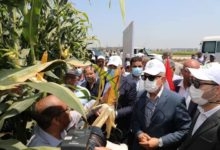 القصير ومحافظ كفر الشيخ يطلقان فعاليات يوم الحقل السنوي لمحصولي الذرة الشامية والأرز بمحطة بحوث سخا