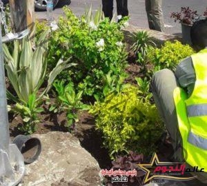 مركز و مدينة القنطرة شرق يواصل أعمال النظافة و التشجير و الرش الضبابي