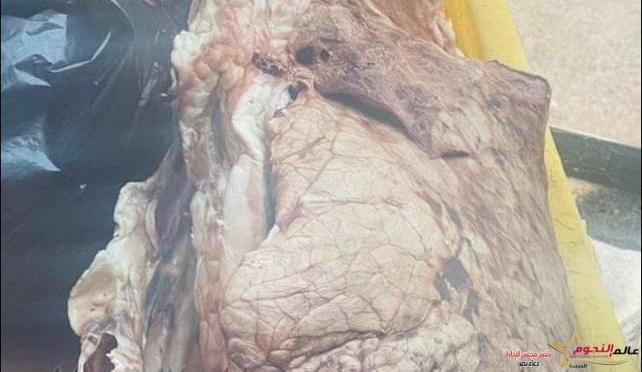 ضبط ٣ طن من الدقيق بدون فواتير و ٢٢.٥ كيلو لحوم غير صالحة للاستهلاك الآدمي