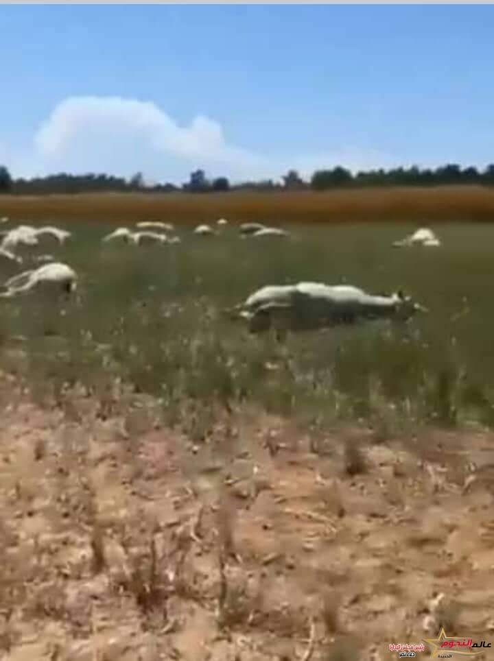 موت المئات من الأبقار في إيطاليا 