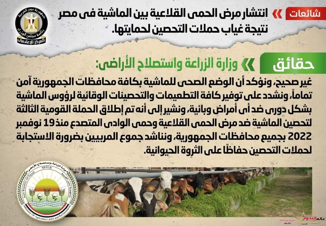 الحكومة تنفي انتشار مرض الحمى القلاعية بين الماشية في مصر نتيجة غياب حملات التحصين لحمايتها