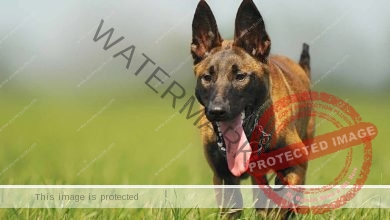 تعدي كلب على مواطن .. تعرف على عقوبة حيازة حيوان خطر