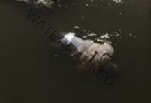 أمن البحيرة: العثور على جثتى رجل وسيدة ملقاه داخل إحدى المصارف بمركز الرحمانية بالبحيرة