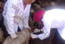 بيطري الشرقية يُحصن (٢٢٨ ألف و ١١ ) رأس ماشية للوقاية من مرض الحمى القلاعية 