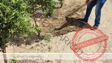 محافظ الفيوم: توزيع وغرس 163 ألف شجرة بمراكز وقرى المحافظة 