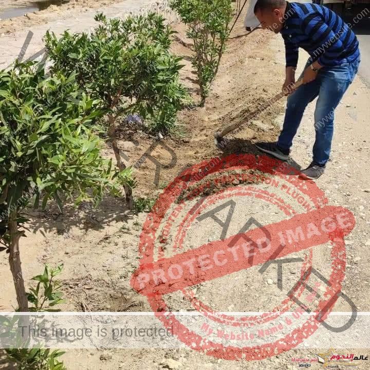 محافظ الفيوم: توزيع وغرس 163 ألف شجرة بمراكز وقرى المحافظة 