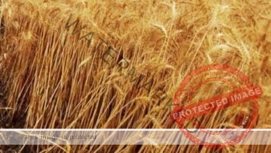 الحقول الزراعية بمحافظة الشرقية تتشح بلون سنابل القمح الذهبية